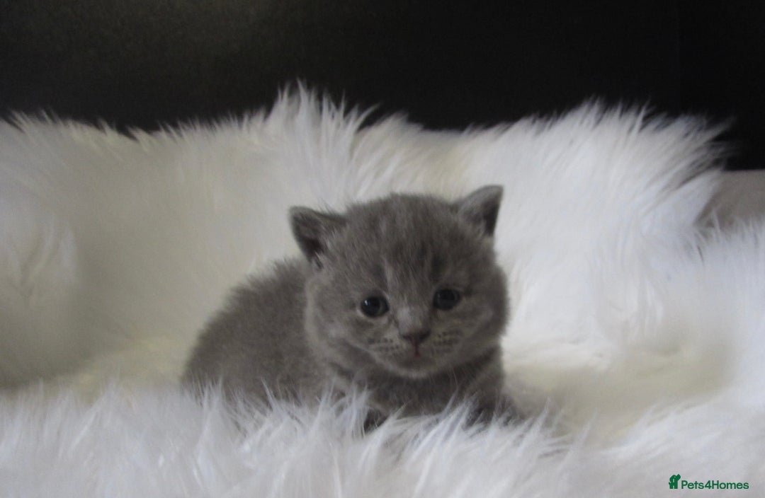 British Shorthair cats for sale: GCCF CHAMPION SIRED BRITISH SHORTHAIR KITTENS - Image 5