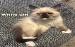 Ragdoll cats for sale: Ragdolls kittens- - Advert 10