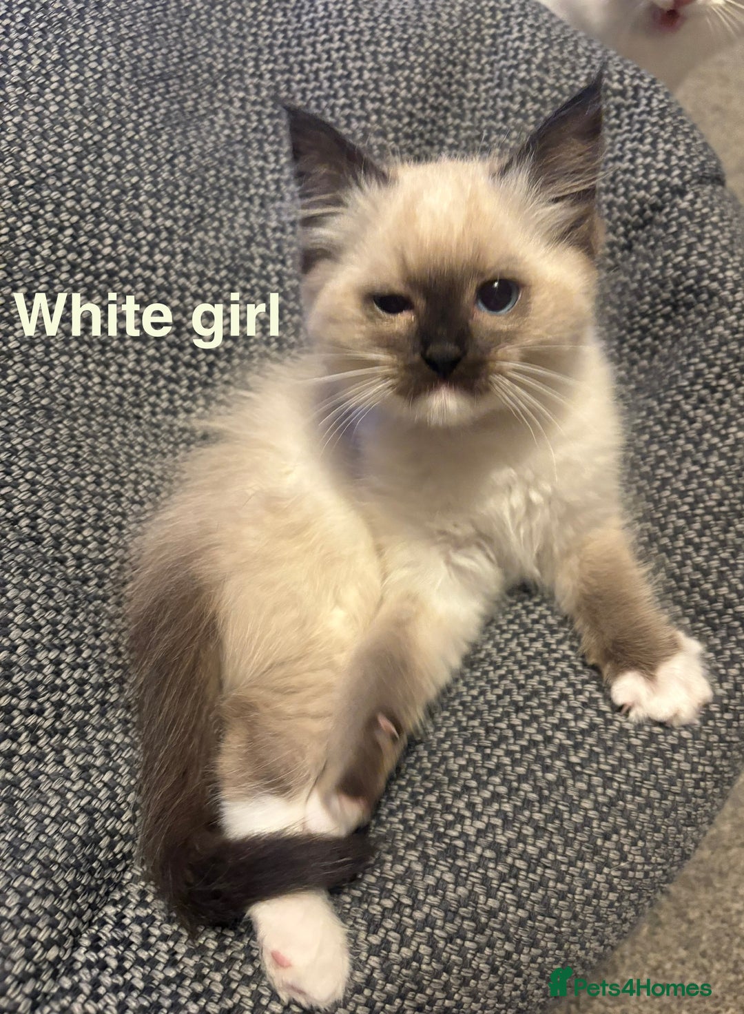 Ragdoll cats for sale: Ragdolls kittens- - Advert 10