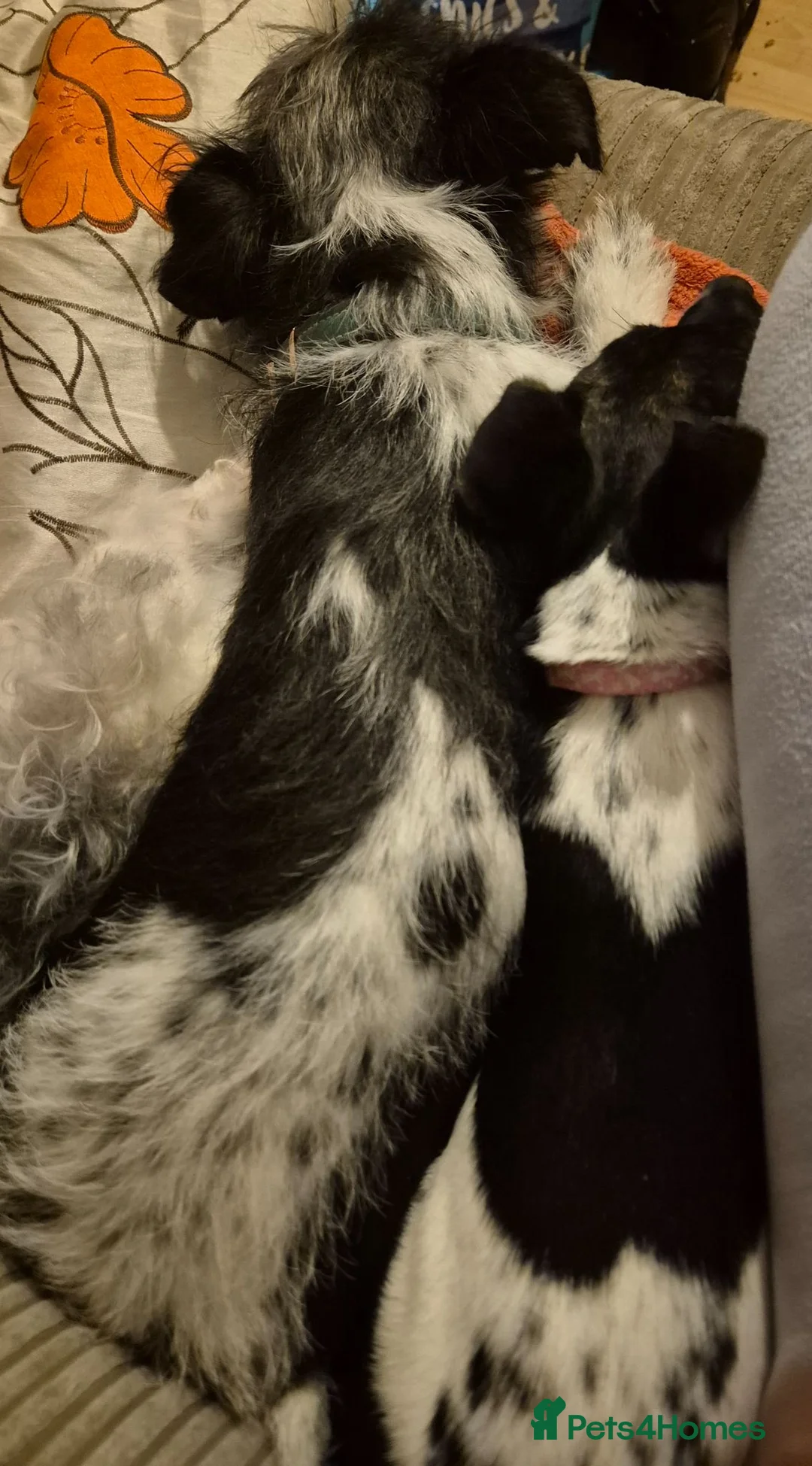 Mixed Breed dogs for sale: 3/8 maltese.3/8Jack.2/8 Yorky - Advert 1