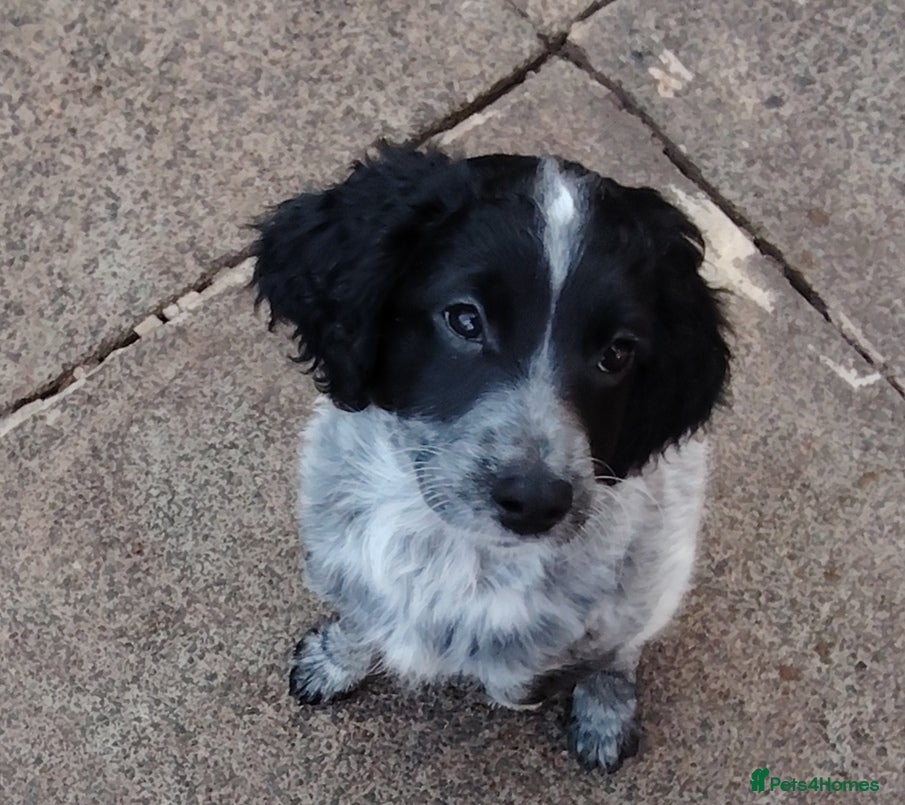 Cockapoo dogs F2 cockapoo puppies  - Advert 2