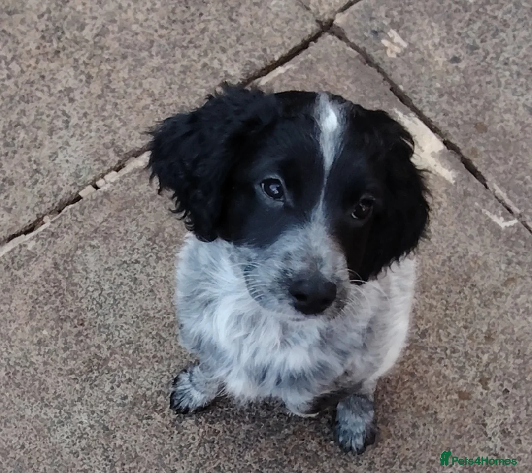 Cockapoo dogs for sale: Reduced cockapoo puppies  - Advert 2