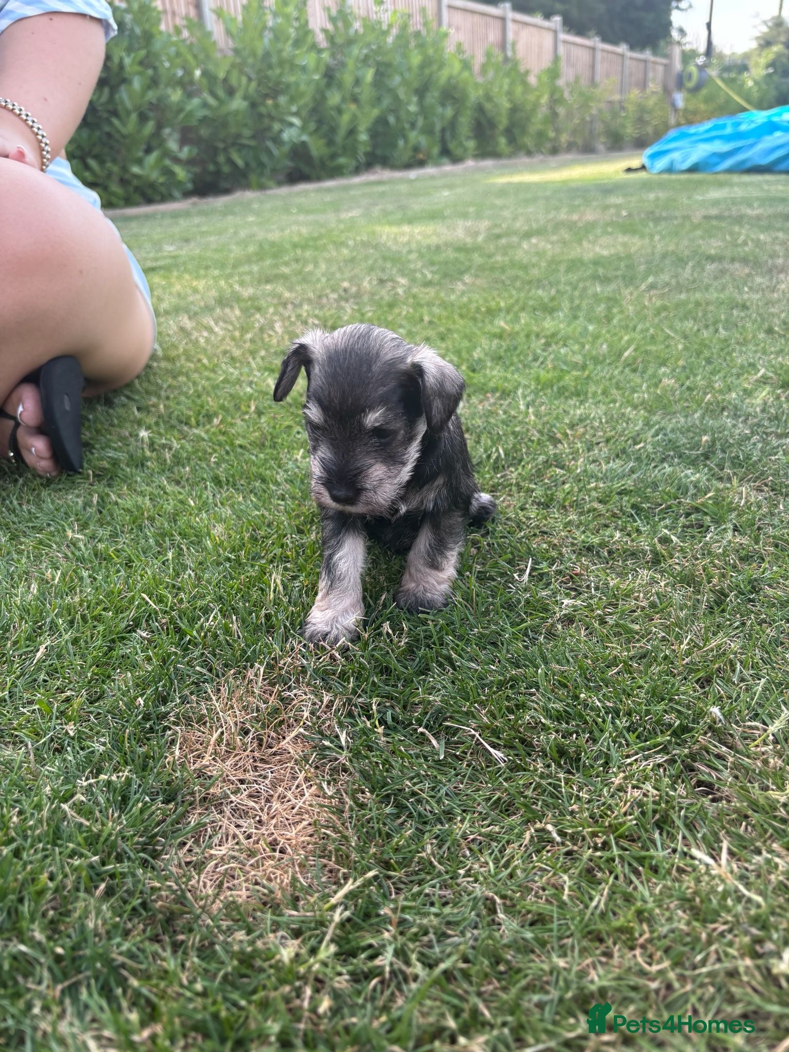 Miniature Schnauzer dogs Stunning litter of miniature schnauzers 🐶  - Advert 2