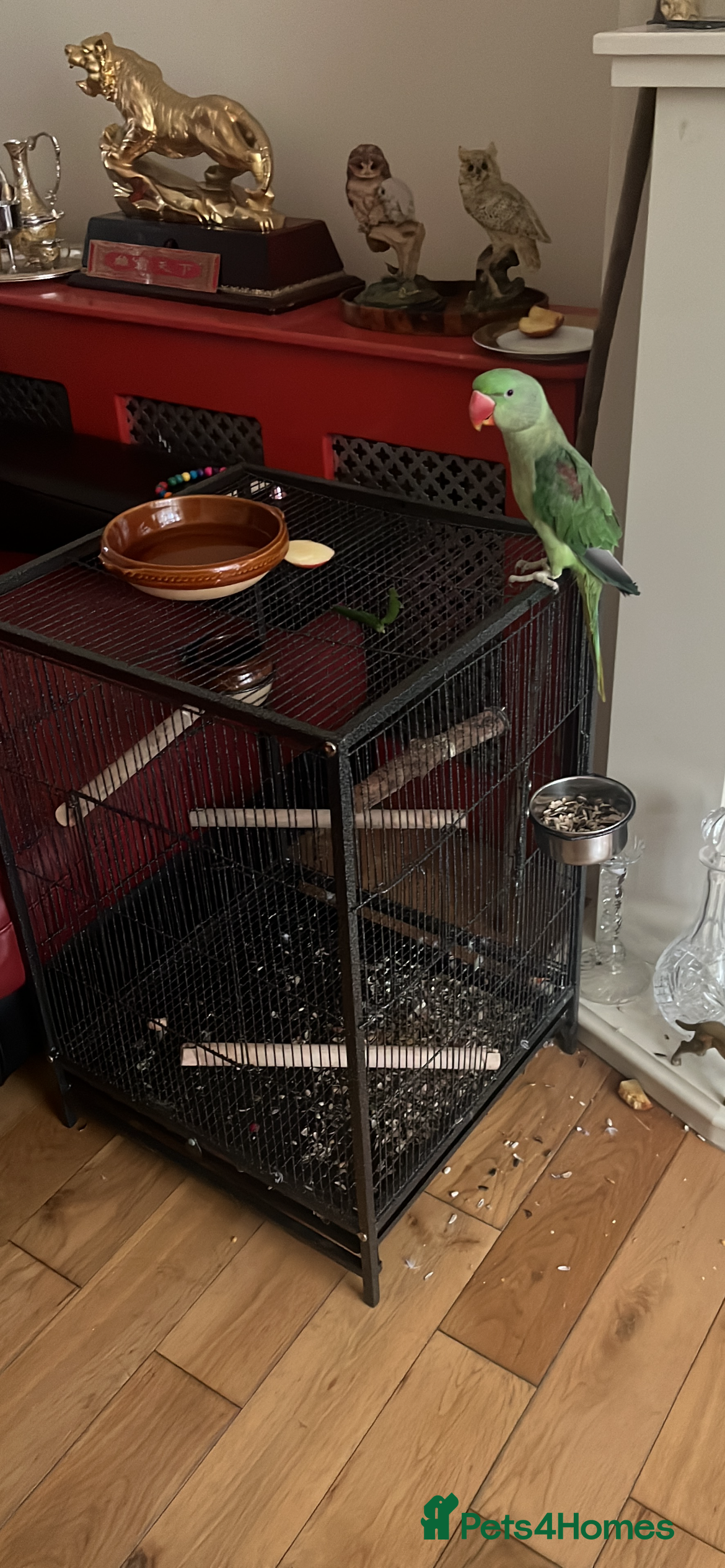 Parrots birds Hand rared Alexandrine parrot baby 12 week old  - Advert 18