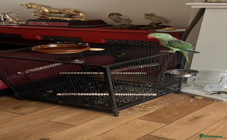 Parrots birds - Advert 1