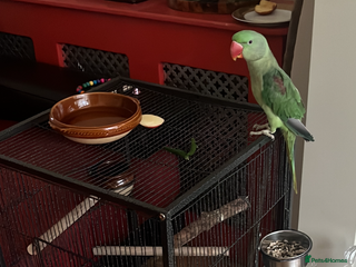 Parrots birds - Advert 1