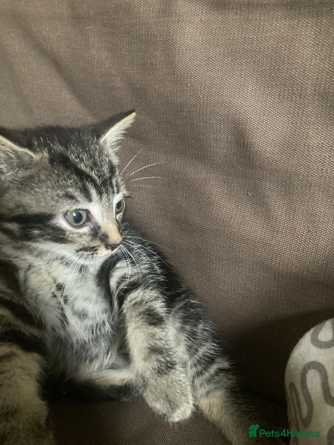Mixed Breed cats for sale: 5 kittens  - Image 5