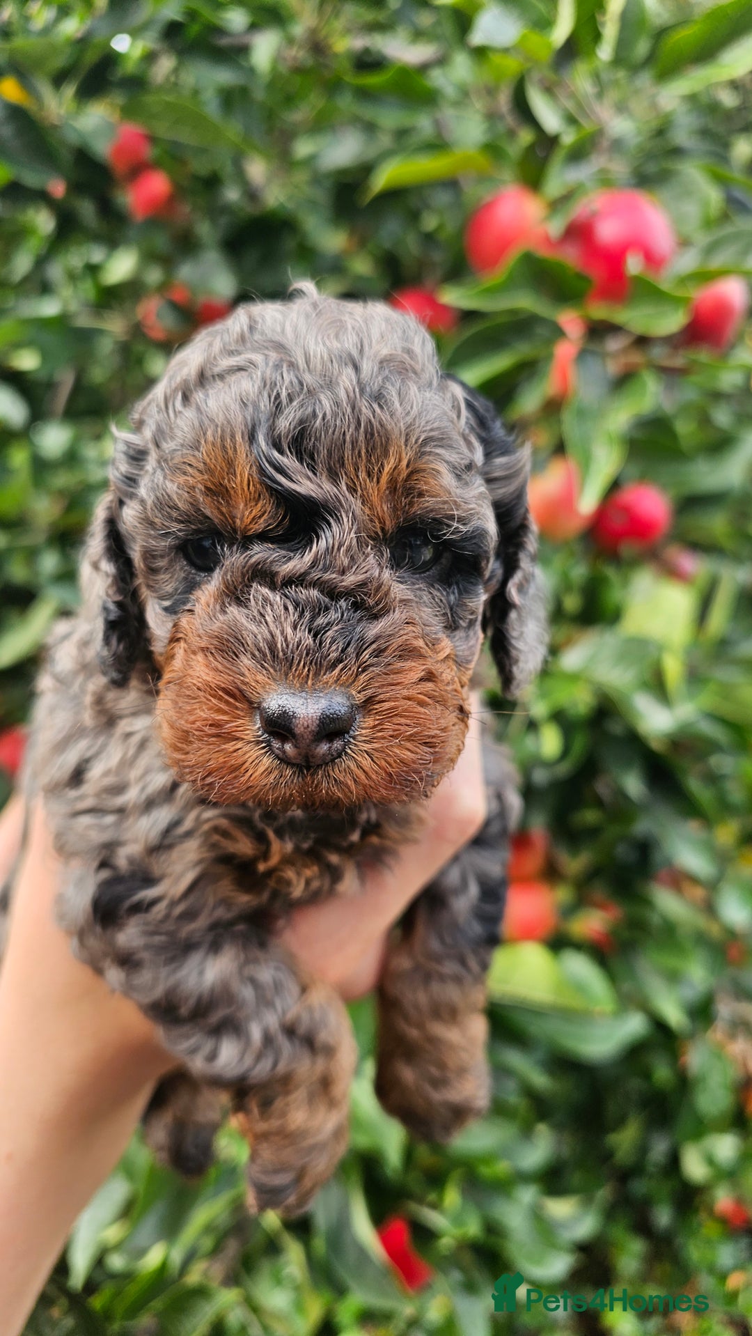 Cockapoo dogs for sale: F2 Cockapoo puppies for sale  - Image 25