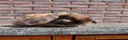 Netherland Dwarf rabbits for sale: Netherland dwarf pure bred adult doe.  - Advert 2
