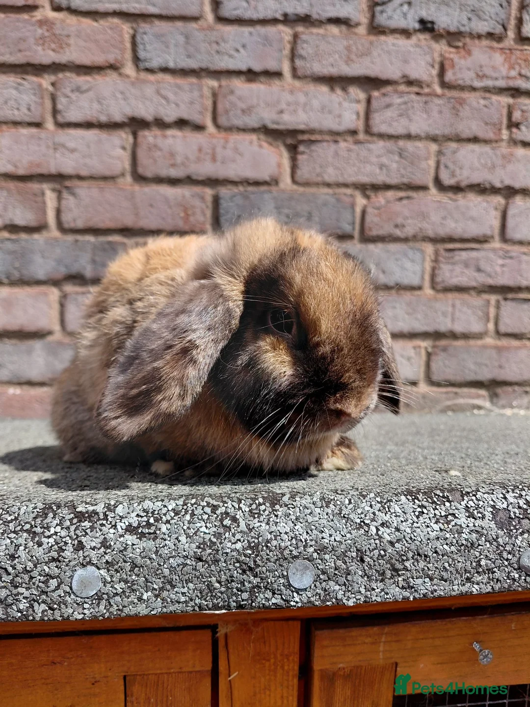 Netherland Dwarf rabbits for sale: Netherland dwarf pure bred adult doe.  - Advert 2
