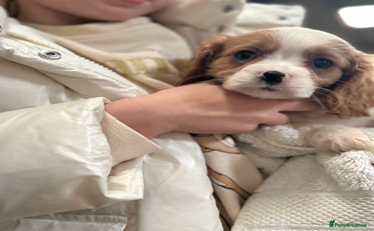 Cavalier King Charles Spaniel dogs King charles cavalier spaniel  - Advert 13