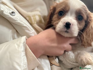 Cavalier King Charles Spaniel dogs King charles cavalier spaniel - Advert 17