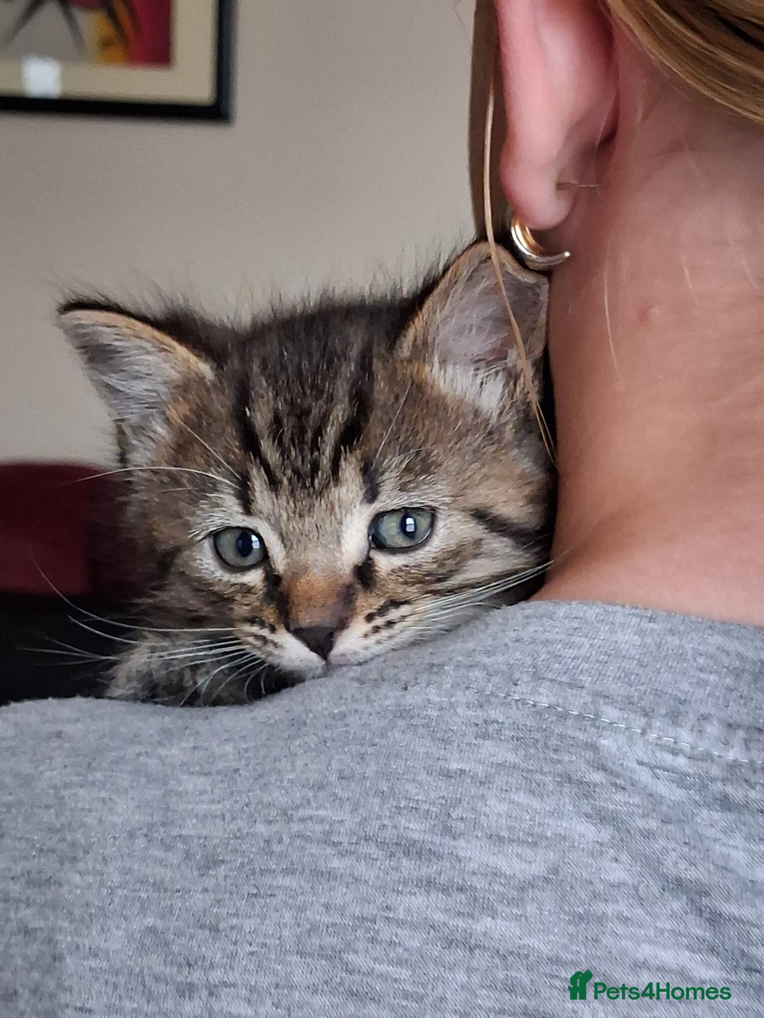 Mixed Breed cats for sale: 2 Female Tabby Kittens in Ormskirk - Advert 4