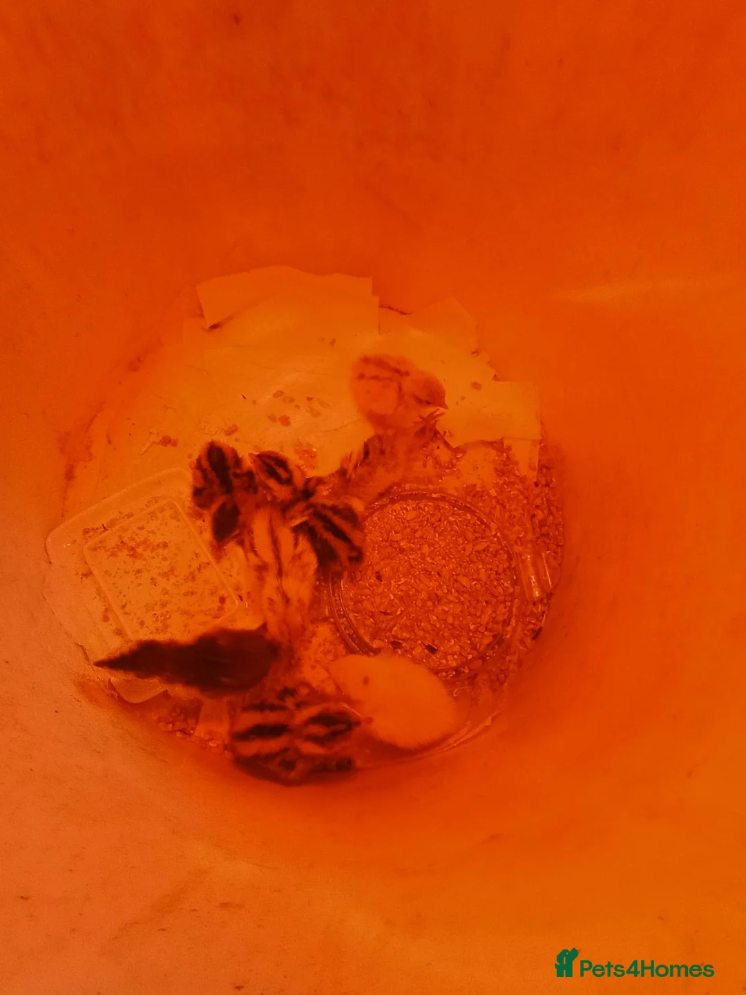 Mixed Breed birds for sale: Quail one day old  in Saltburn-by-the-Sea - Advert 2