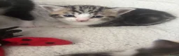Mixed Breed cats for sale: Beautiful fluffy furballs  - Advert 5