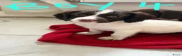 English Springer Spaniel dogs for sale: Springer spaniel puppies for sale - Advert 6