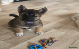 Akita dogs for sale: American akita puppies x10 - Image 18