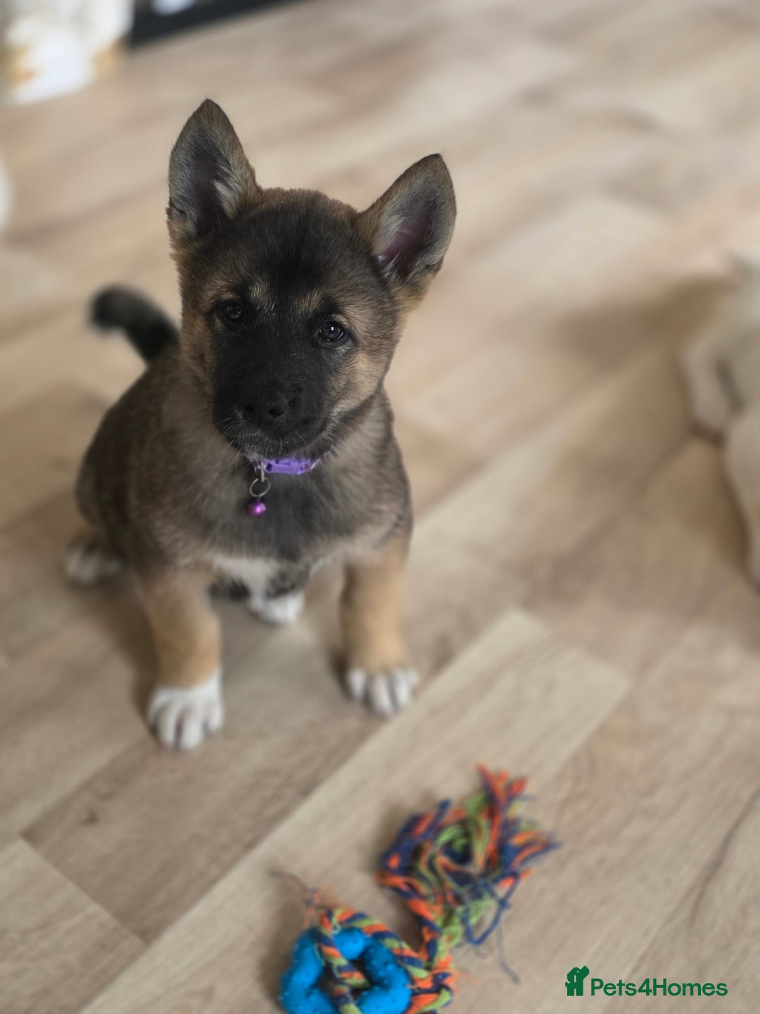 Akita dogs for sale: American akita puppies x10 - Image 18