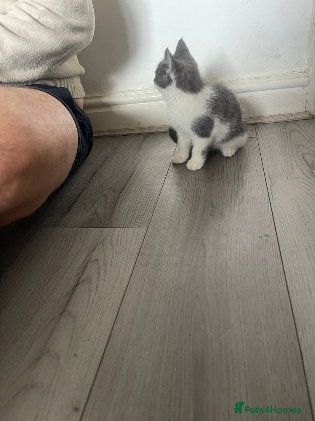Mixed Breed cats for sale: Mixed breed cat for sale  - Image 4