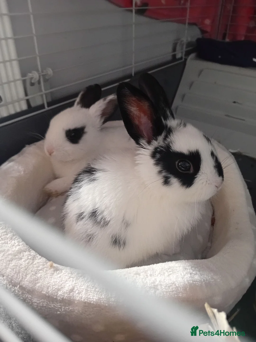 Dutch rabbits for sale: 1 Dutch + 1 rex rabbit in Bootle - Advert 2