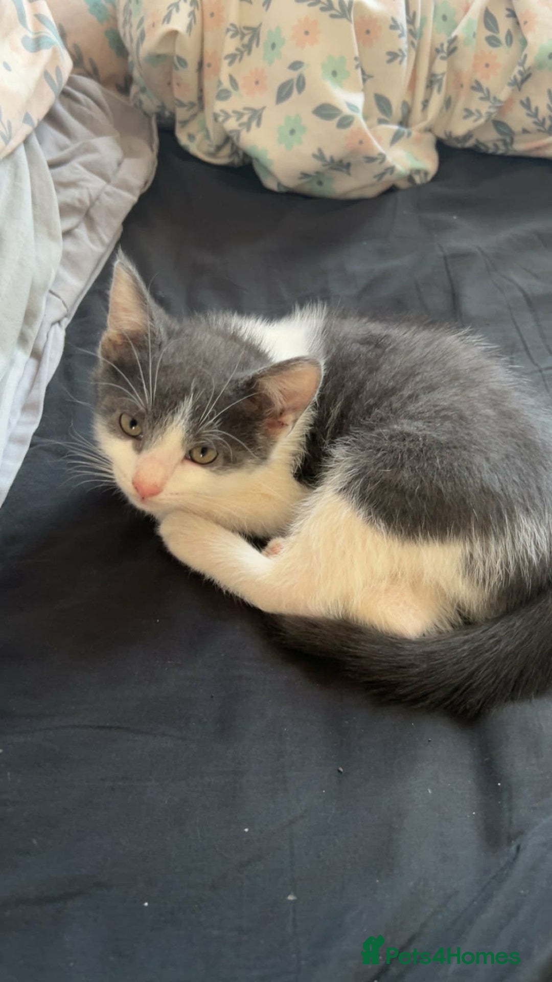 Mixed Breed cats for sale: 3 beautiful kittens for sale :)  - Advert 5