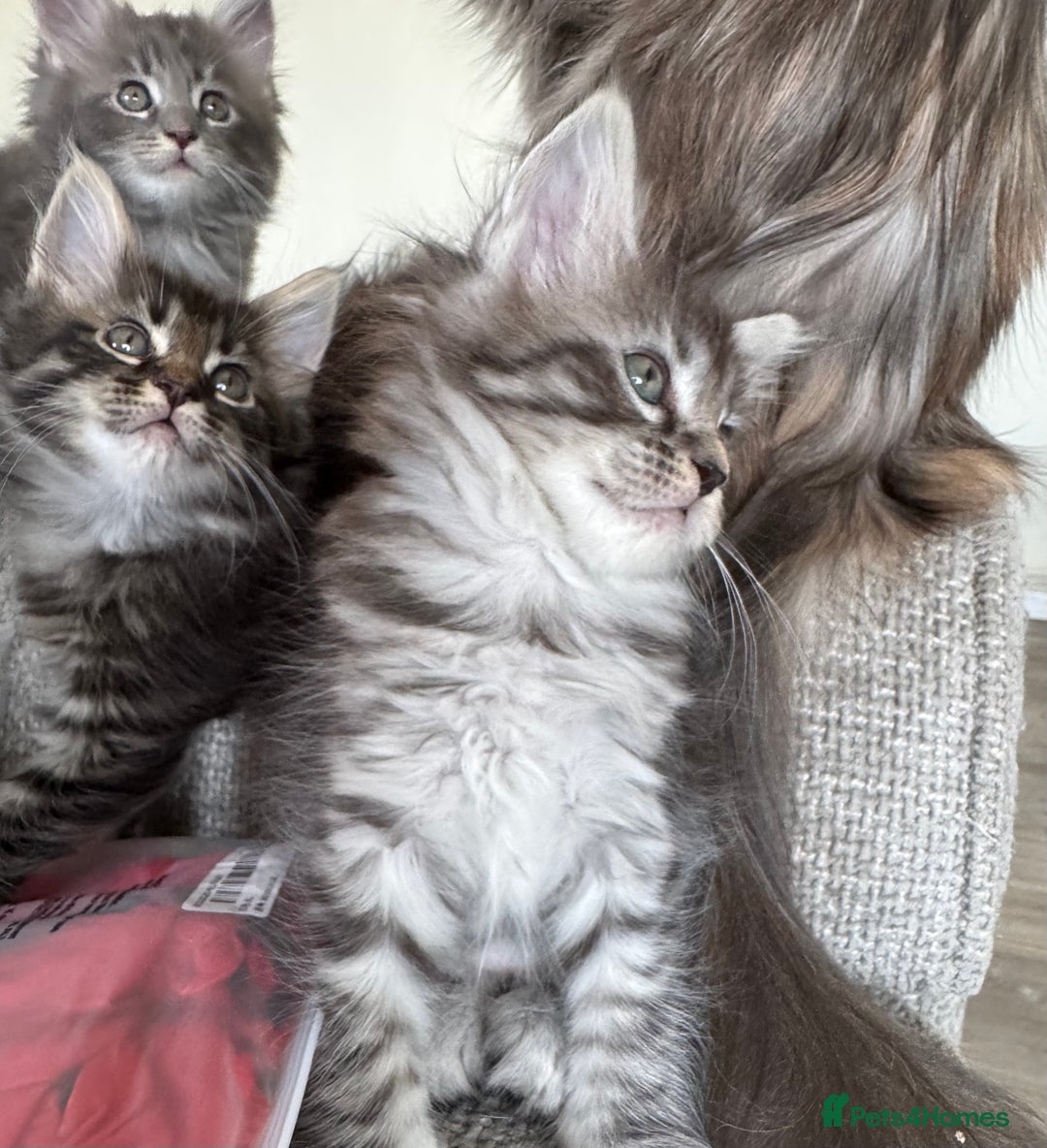 Maine Coon cats for sale: Xl Beautiful Mainecoon kittens for sale - Image 24