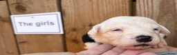 Mixed Breed dogs for sale: Old English Sheepdog mix - Advert 9