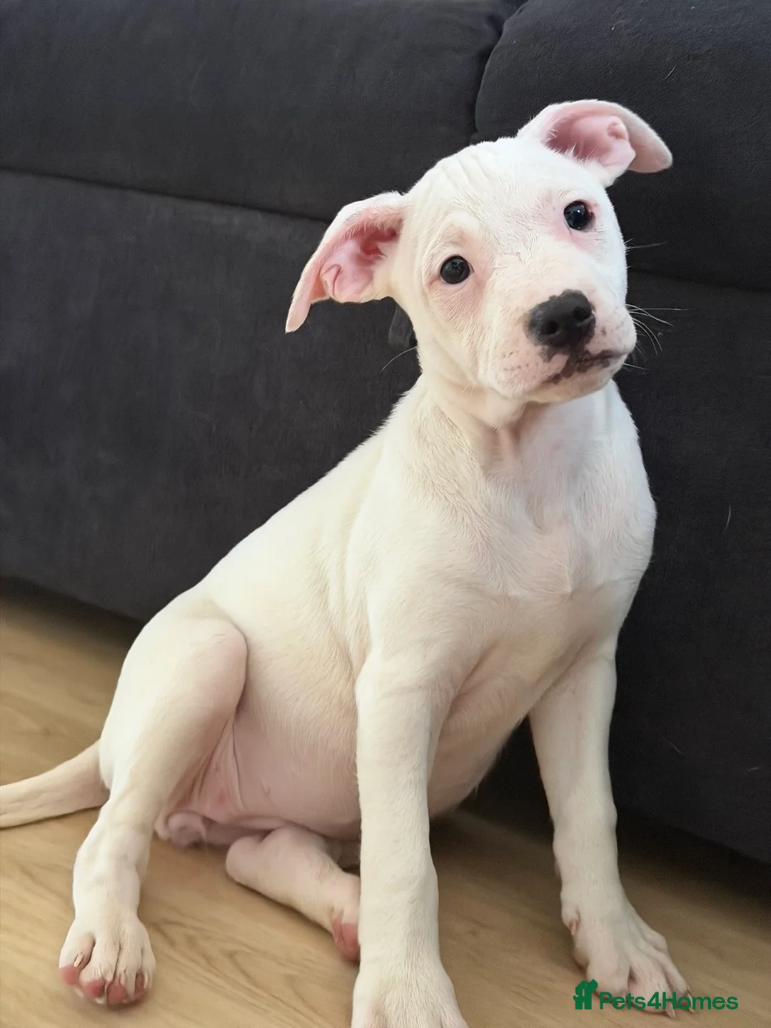 Staffordshire Bull Terrier dogs for sale: Staffy puppy  - Advert 3