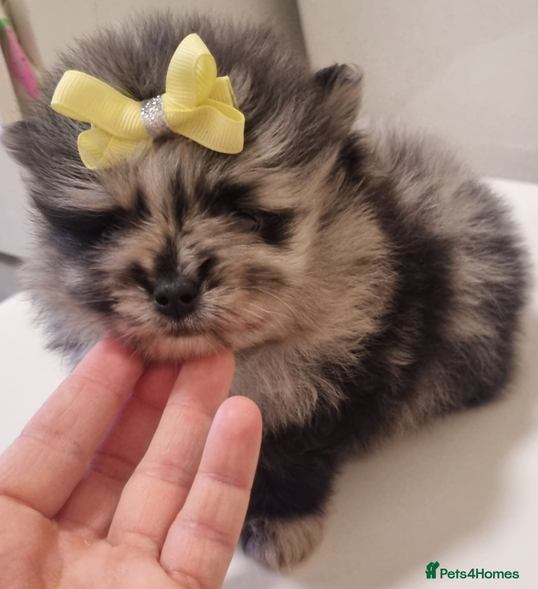 Pomeranian dogs for sale: Beautiful litter xxsmall teddy bear poms  - Image 5