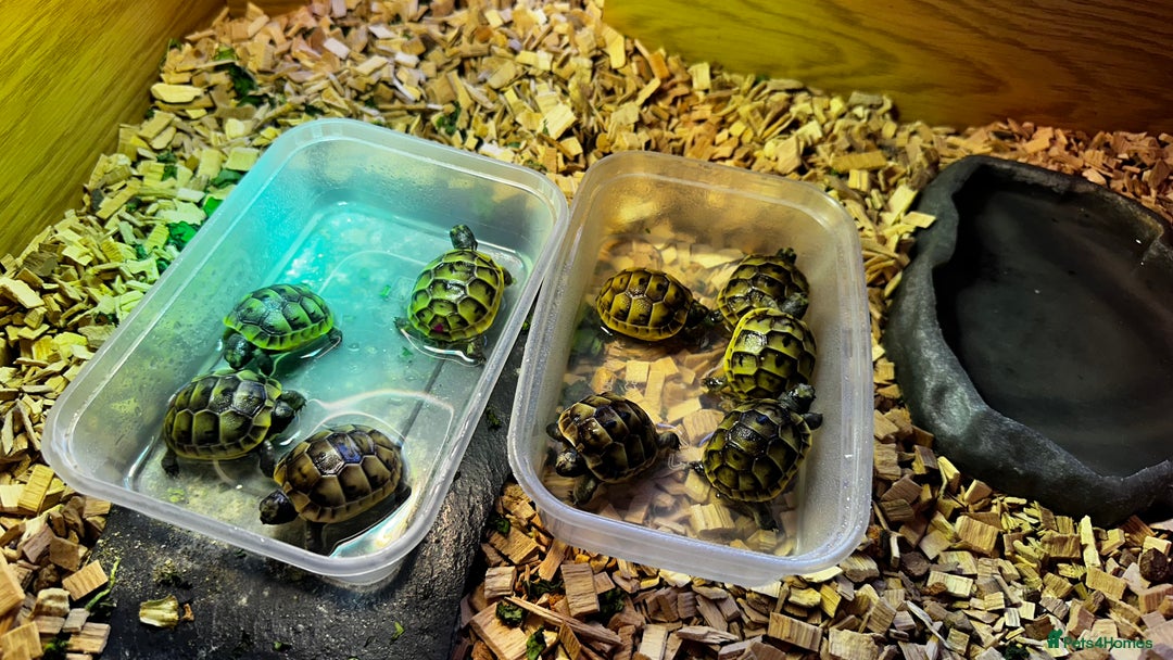Tortoise reptiles for sale: Baby Spur thigh tortoises  - Image 10