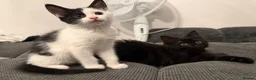 Mixed Breed cats for sale: 4 Adorable Playful Kittens Ready to Go 🐱❤️ in Thornton Heath - Advert 13