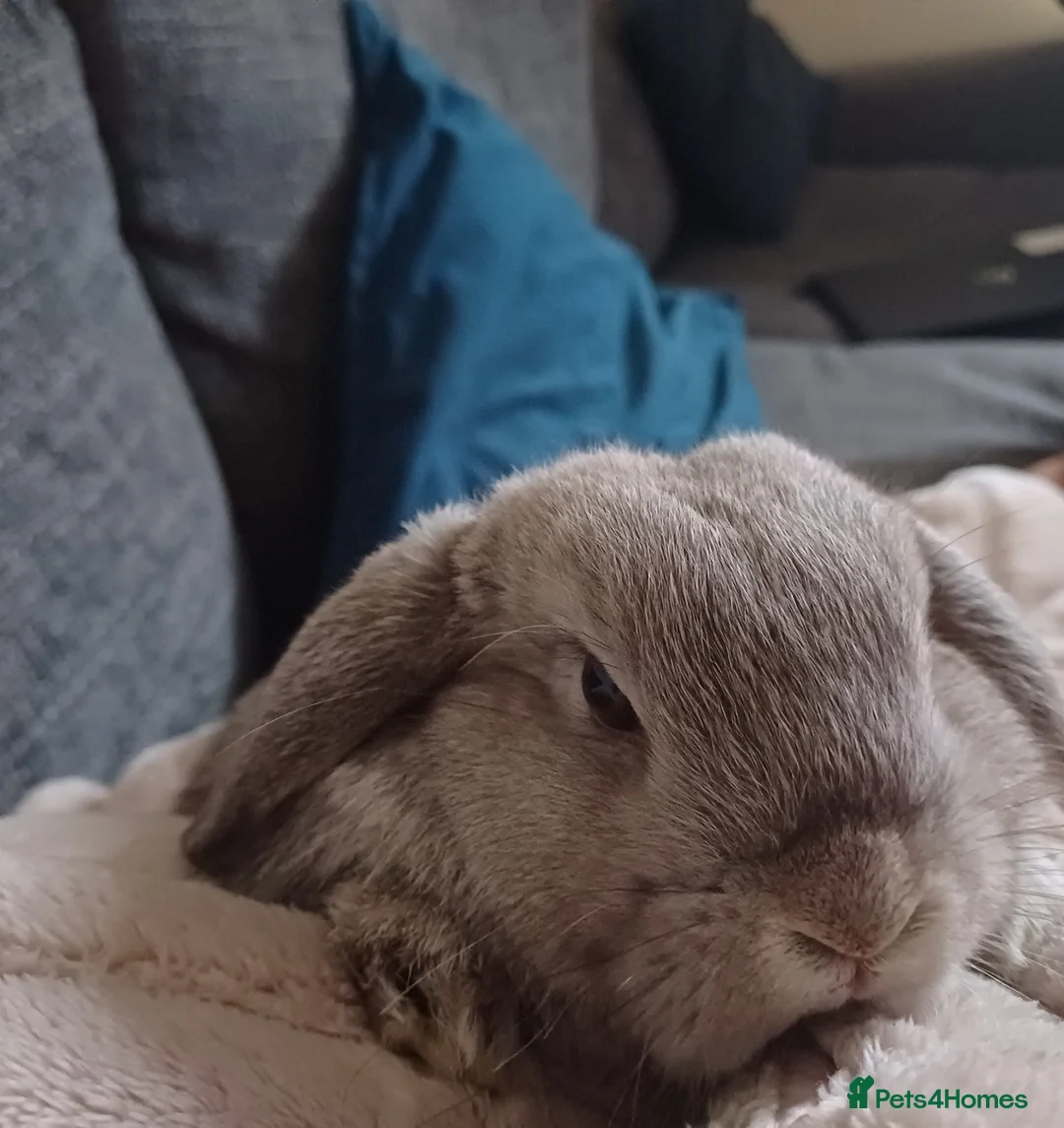 Mini Lop rabbits for sale: Rabbit Rehome in Glastonbury - Advert 4