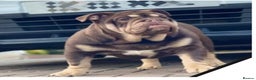 English Bulldog dogs for sale: English bulldog female  - Advert 3