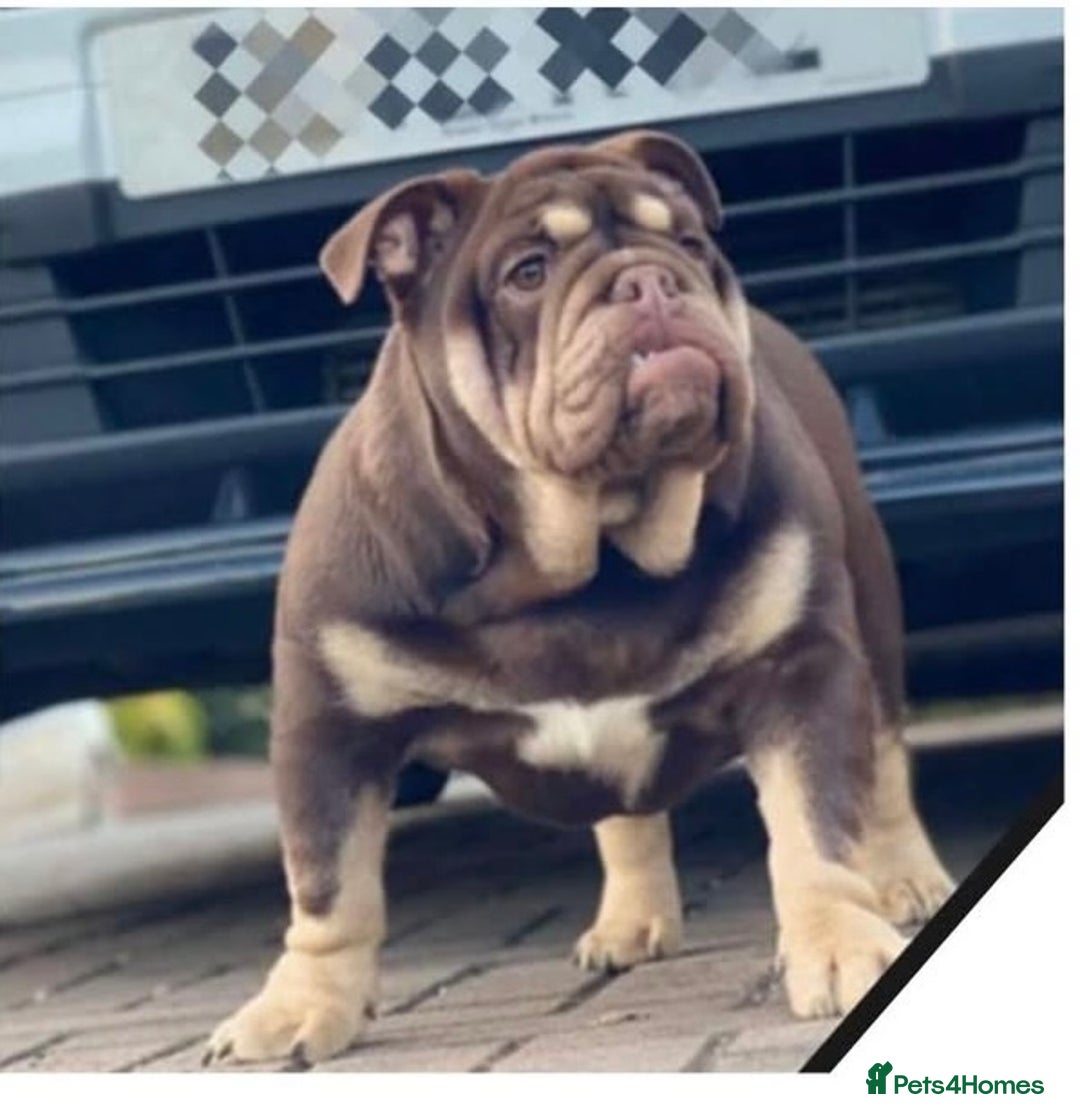 English Bulldog dogs for sale: English bulldog female  - Advert 3