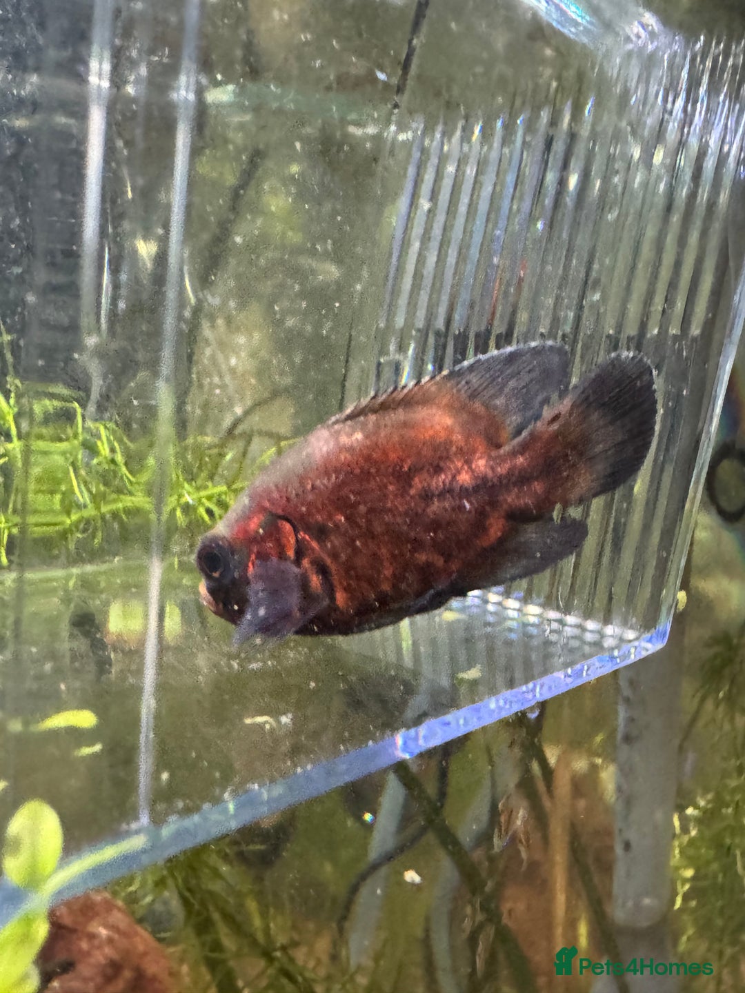 Other/Mixed Breed fish for sale: Oscar  - Image 2