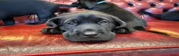Labrador Retriever dogs for sale: Black Labradors: Raised in our loving family home - Advert 11