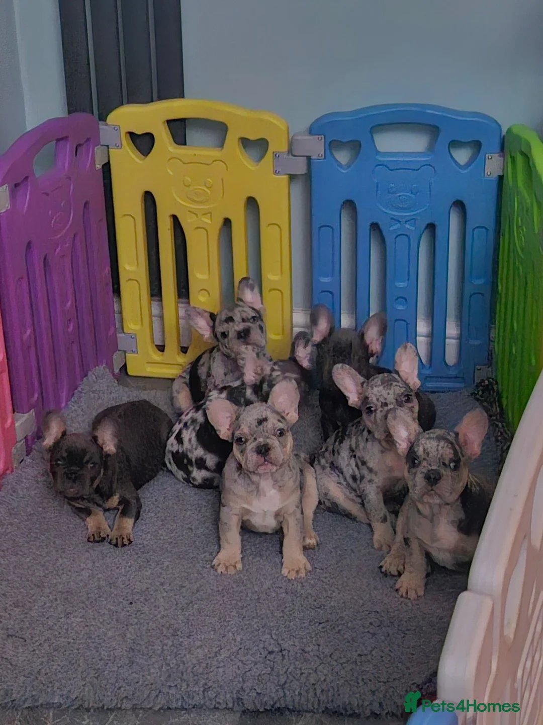 French Bulldog dogs for sale: French Bulldog Puppies - Advert 2