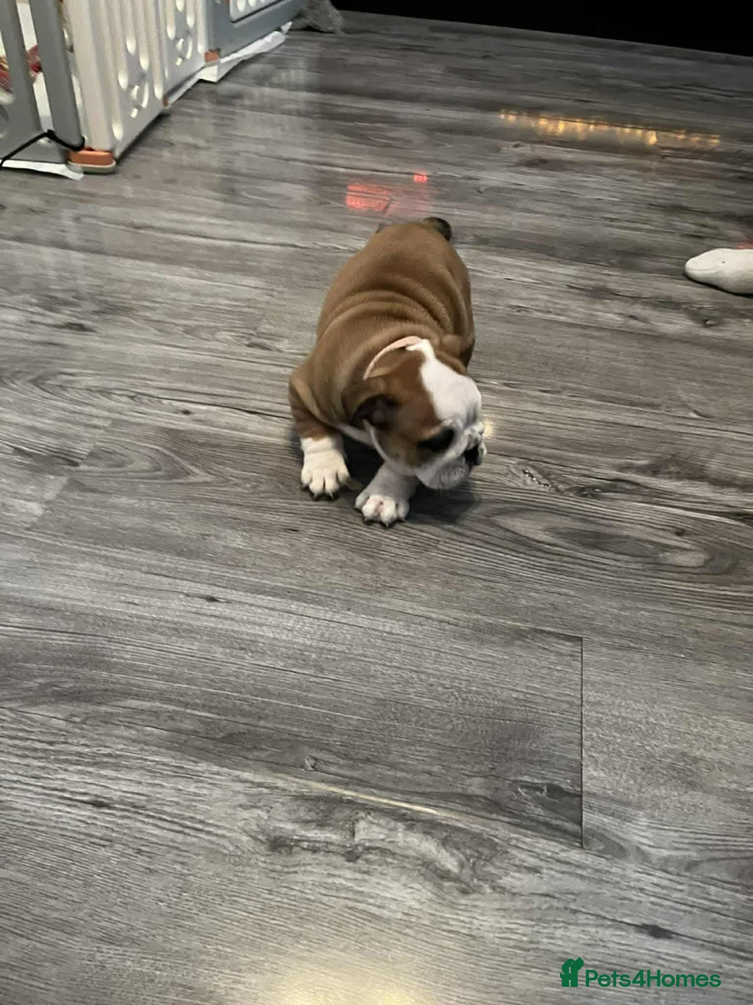 English Bulldog dogs for sale: English bulldog 1 female still available  - Advert 8