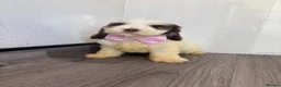 Cockapoo dogs for sale: Beautiful cockapoo puppys - Advert 14