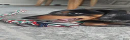 Miniature Dachshund dogs for sale: Dapple miniature dachshund - Advert 7