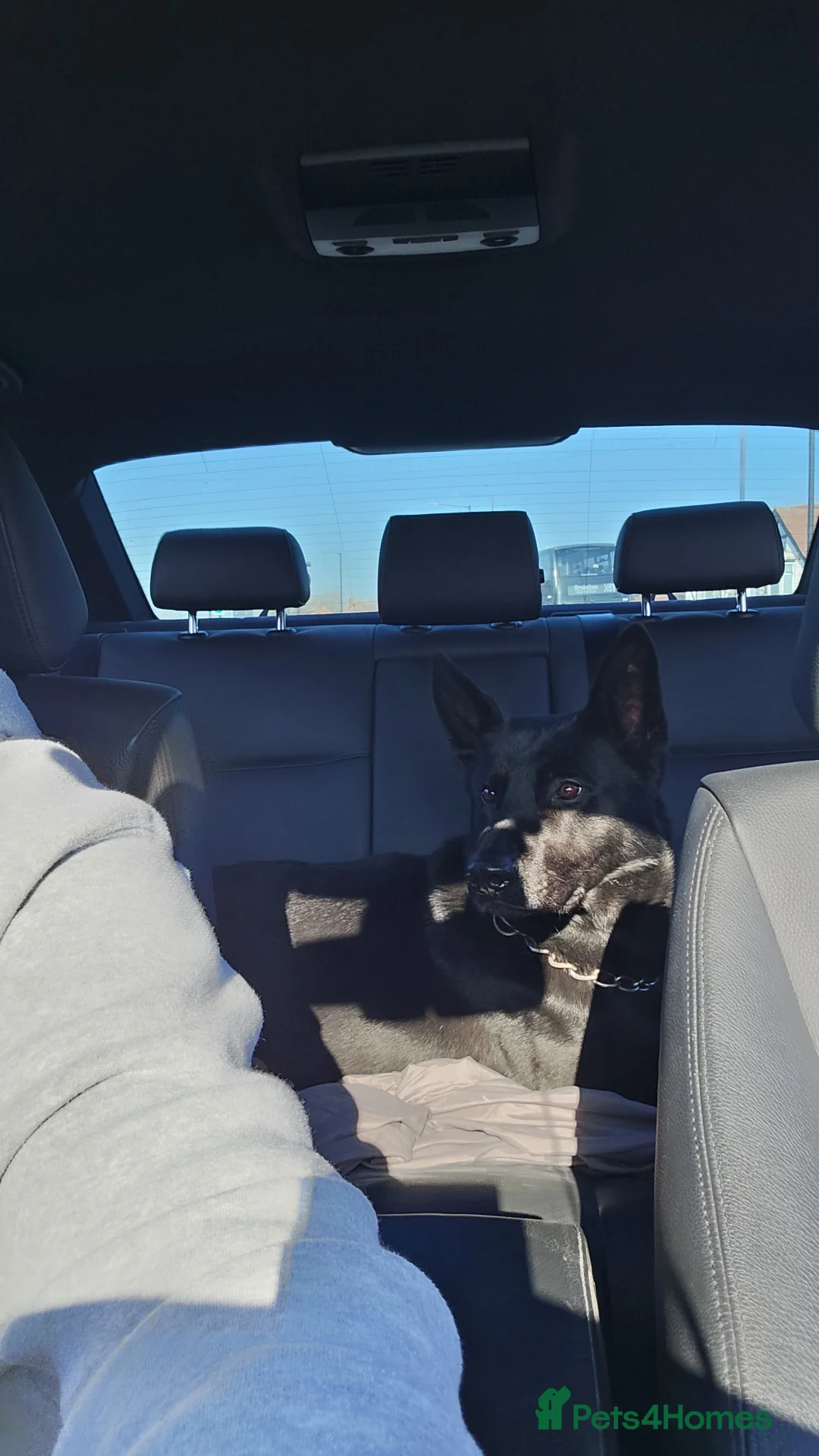 German Shepherd dogs for stud: PROVEN- BLACK-GERMAN SHEPHERD AVAILABLE FOR STUD in Walsall - Advert 15