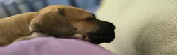 Great Dane dogs for sale: Great Dane in Northallerton - Advert 9