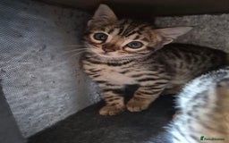 Bengal cats for sale: Stunning 5th generation bengal kitten - Image 4