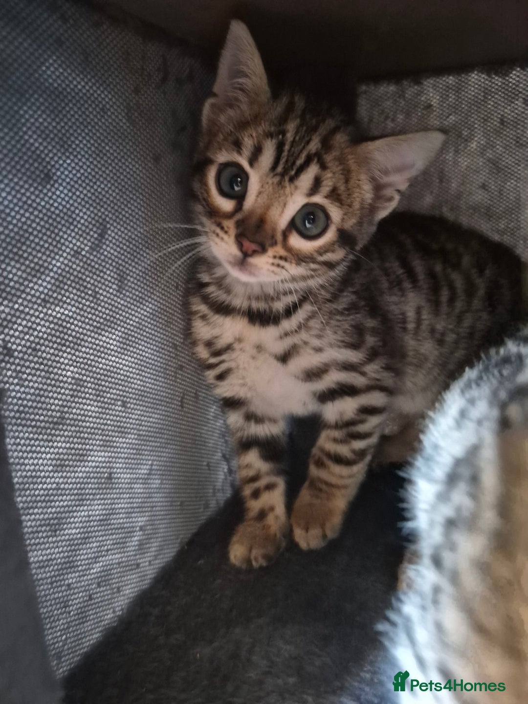 Bengal cats for sale: Stunning 5th generation bengal kitten - Image 4