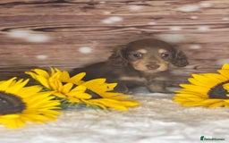 Miniature Dachshund dogs for sale: Outstanding long haired dachshund - Image 7