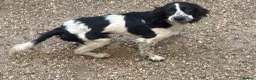 Cocker Spaniel dogs for sale: Cocker spaniel boy in West Drayton - Advert 2
