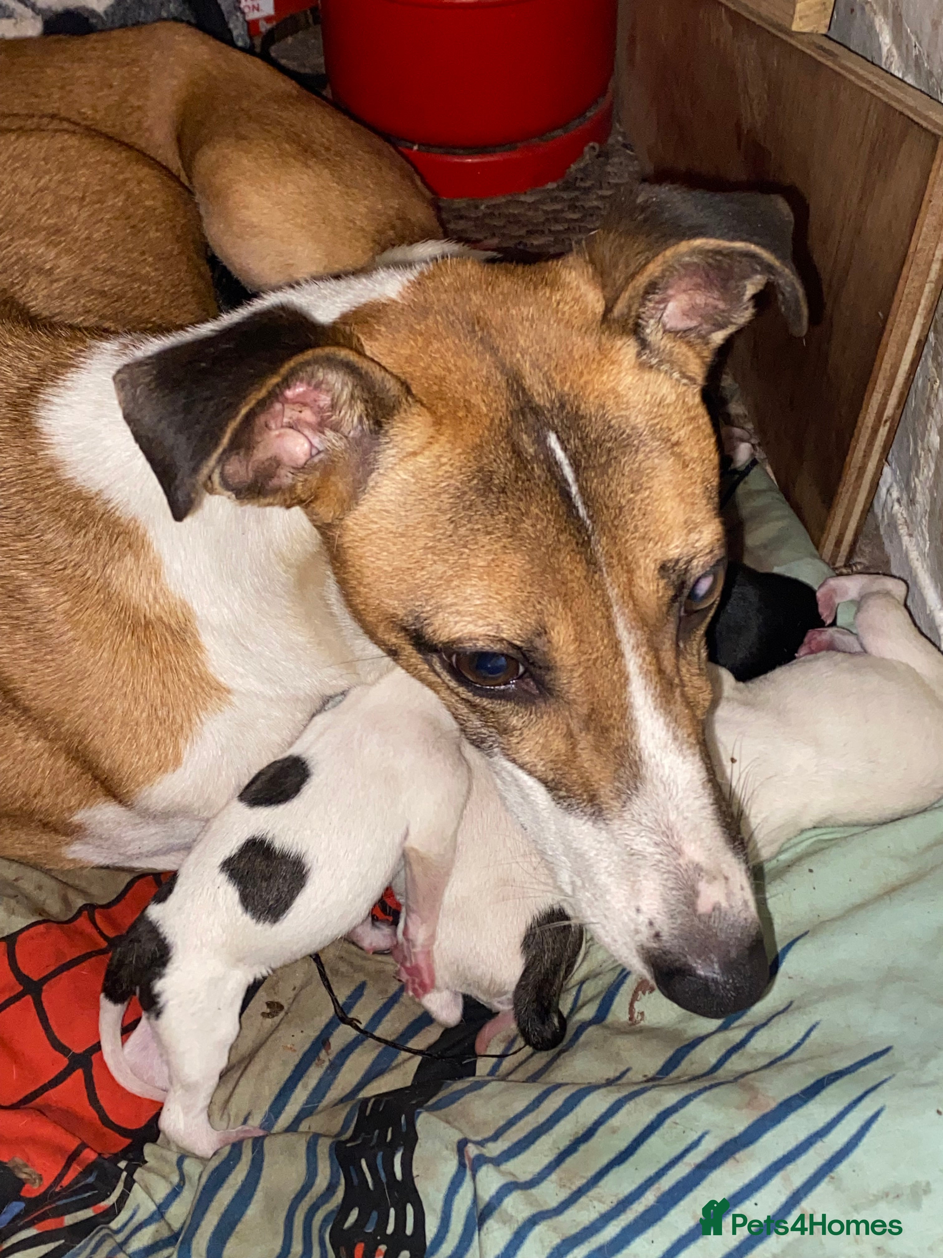 Mixed Breed dogs Lurcher cross pups  - Advert 1