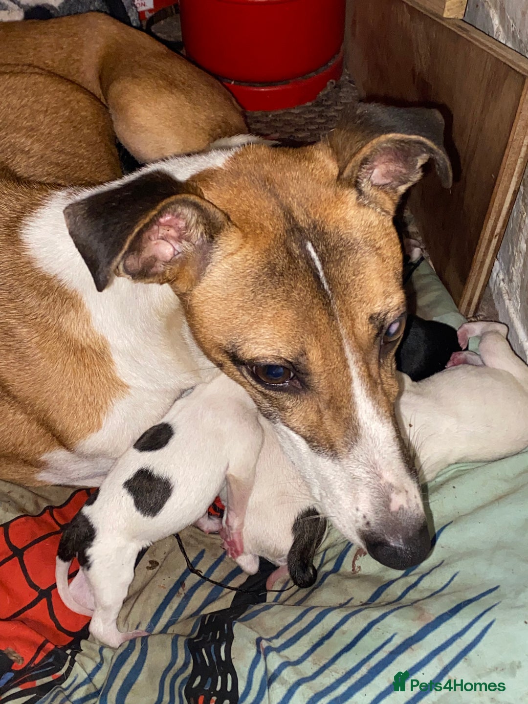 Mixed Breed dogs for sale: Lurcher cross pups  - Advert 1