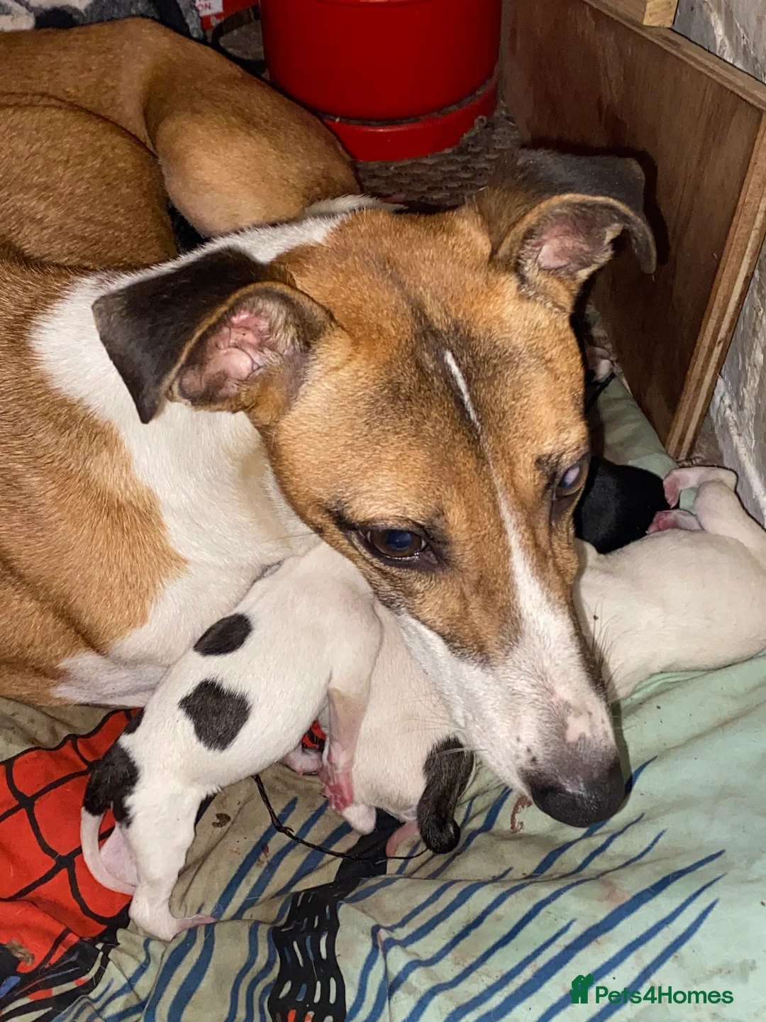 Mixed Breed dogs for sale: Lurcher cross pups  - Advert 1