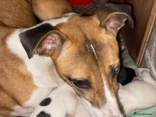 Mixed Breed dogs Lurcher cross pups - Advert 14